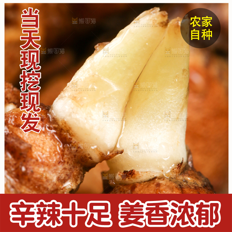 沙姜发芽
