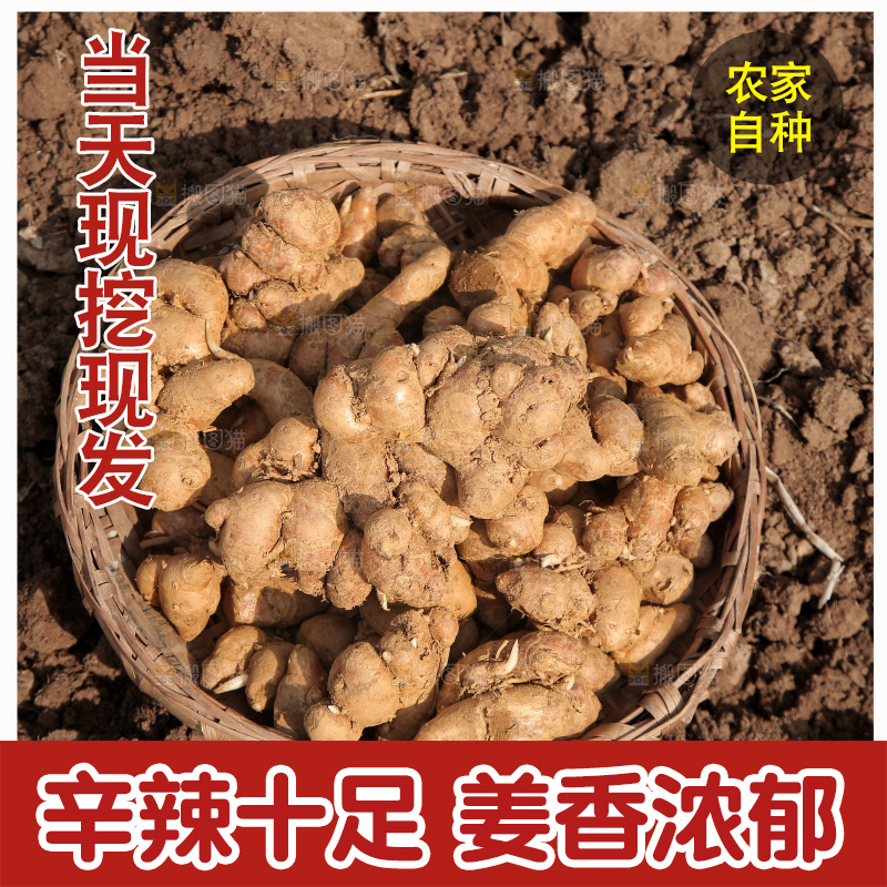 田地上放着一篮沙姜