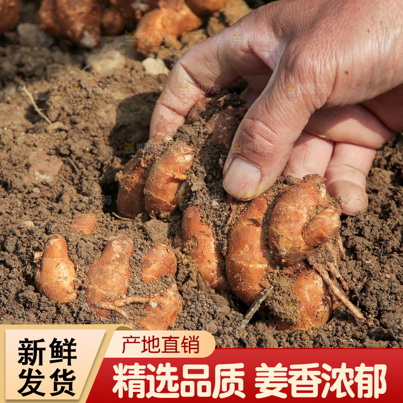手刨新鲜沙姜