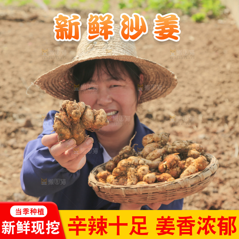 农田里女人手端着一篮新鲜沙姜