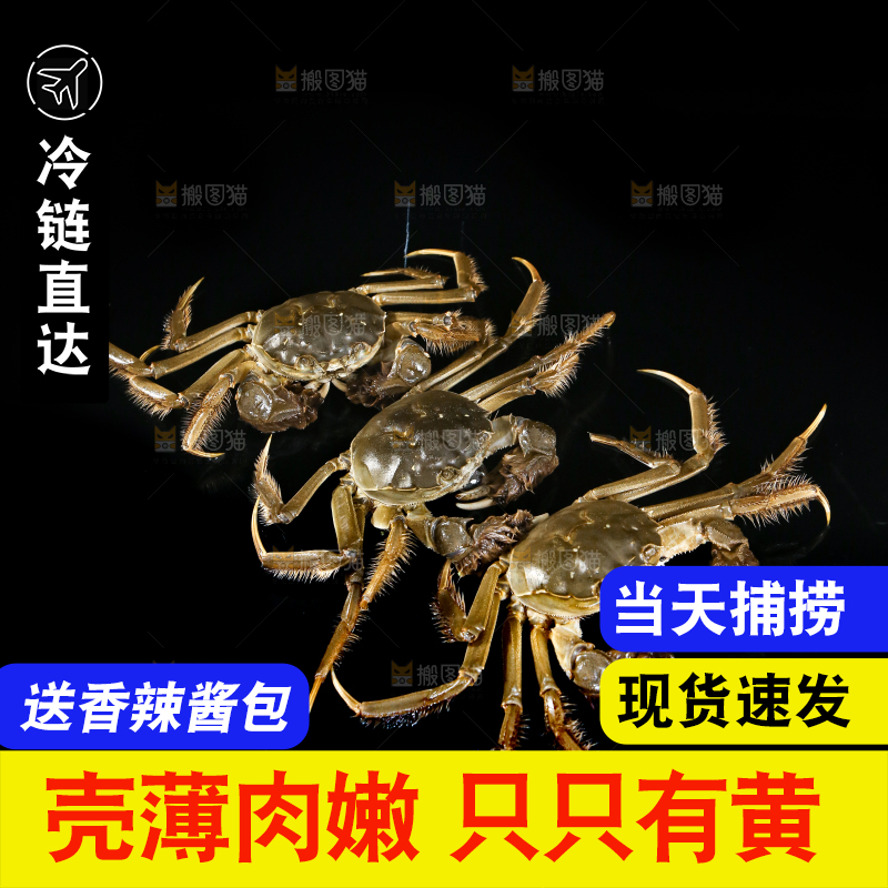 黑底上的鲜活大闸蟹