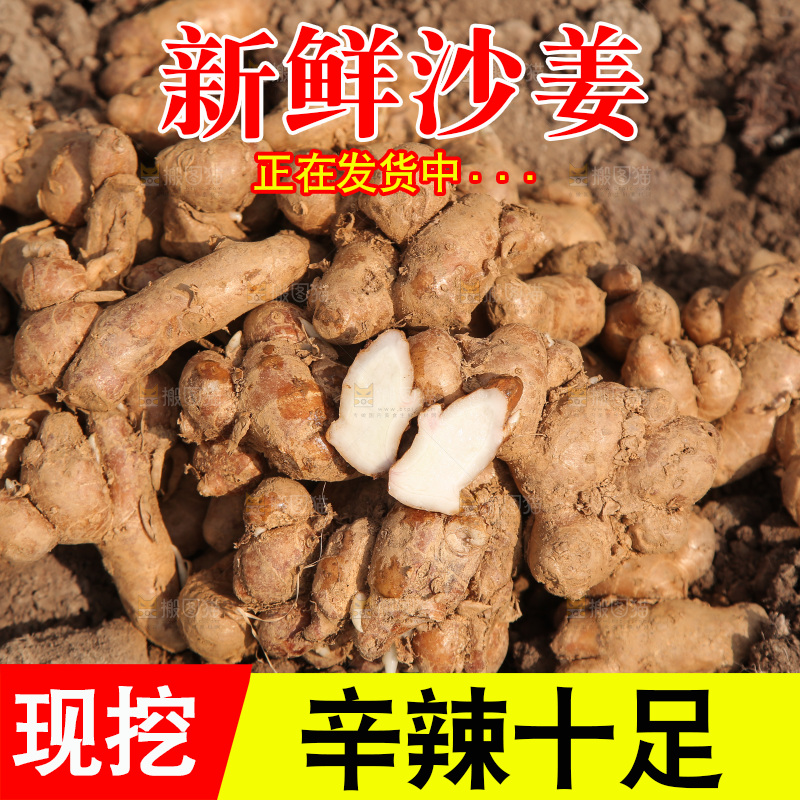 田地上放着一堆沙姜