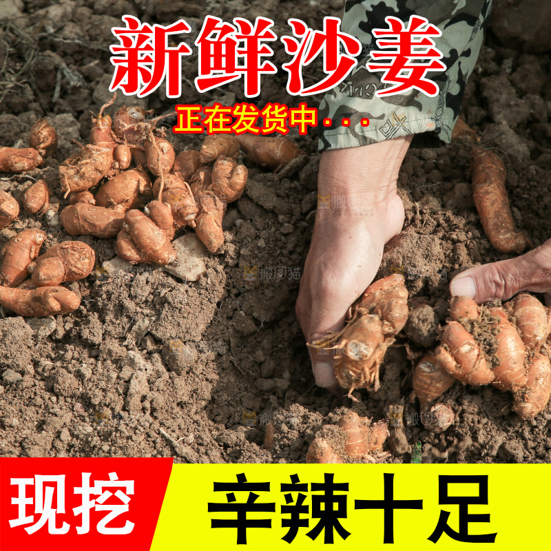 新鲜现挖沙姜
