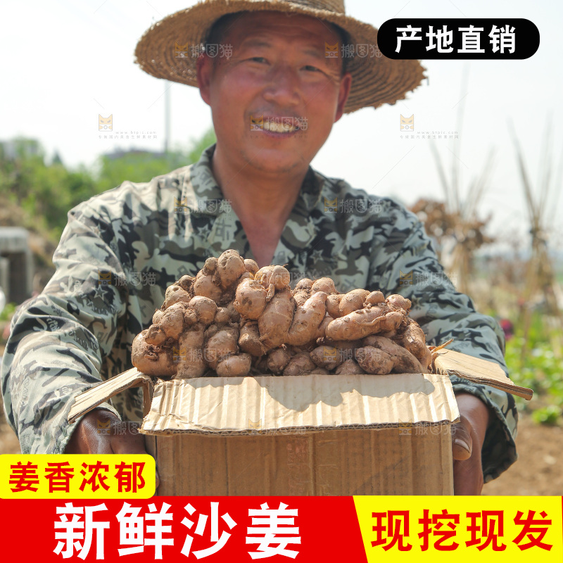 农田里农民手拿着一箱沙姜