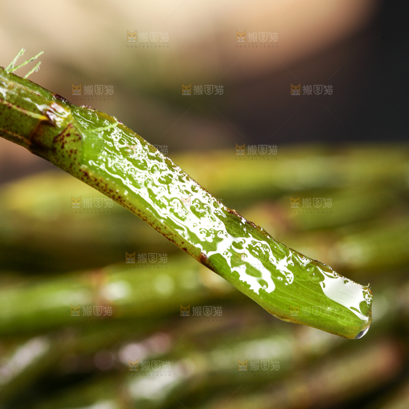 一根新鲜铁皮石斛