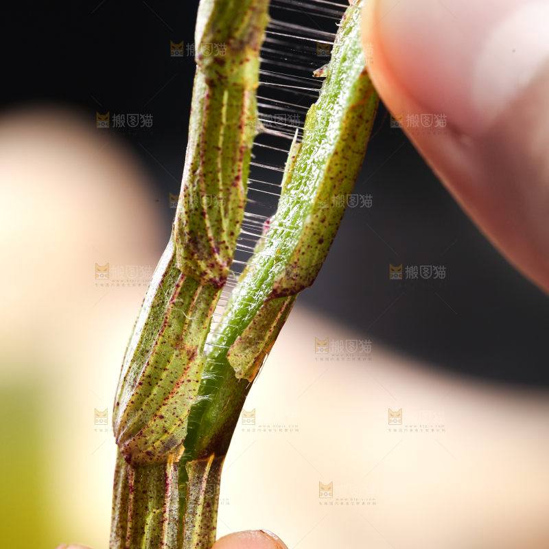 手里拿着石斛鲜条