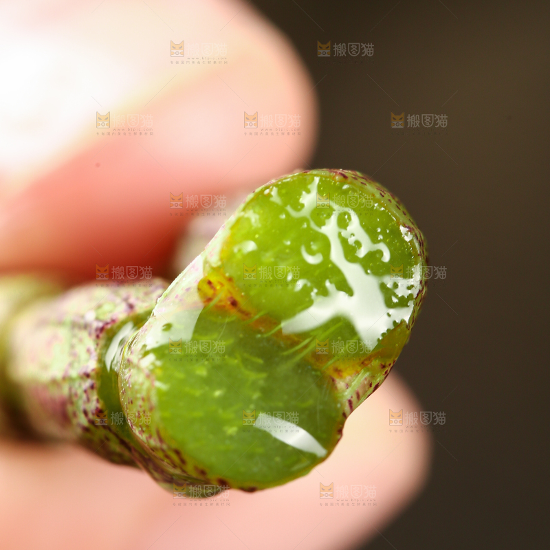手里拿着石斛鲜条