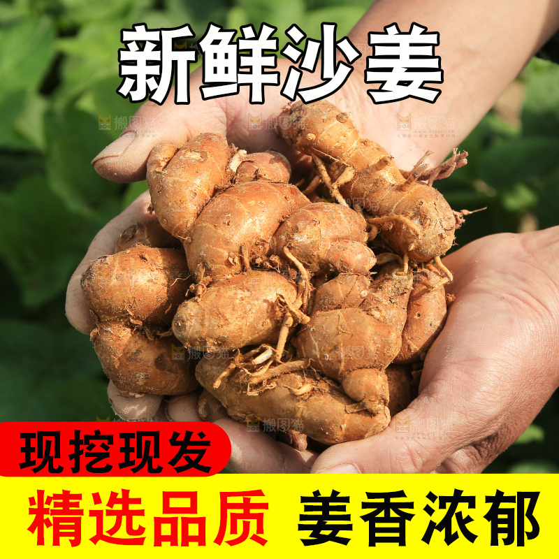 手捧着新鲜沙姜
