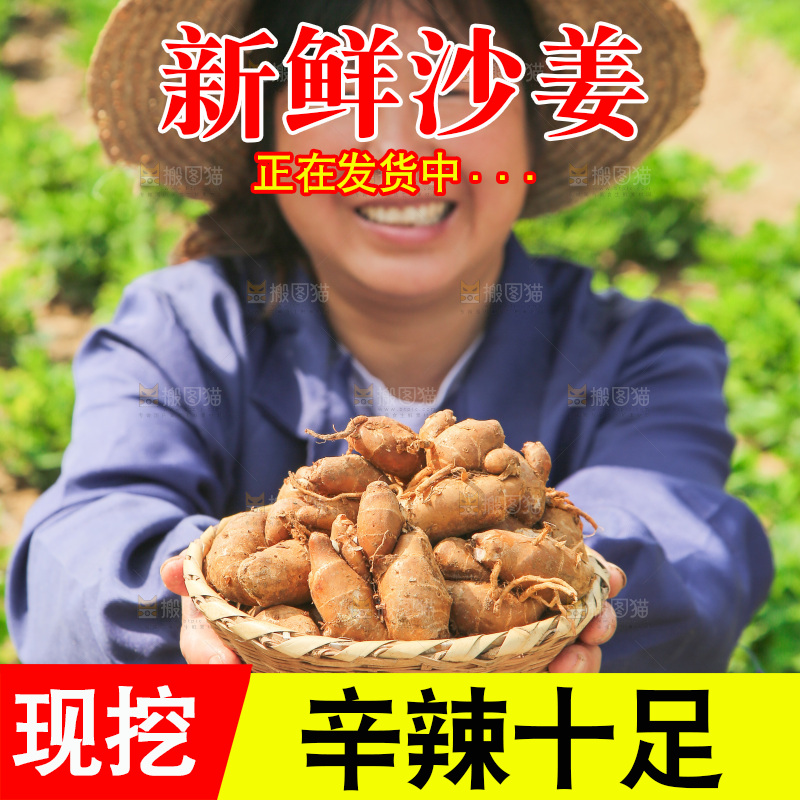 农田里女人手捧着一篮沙姜
