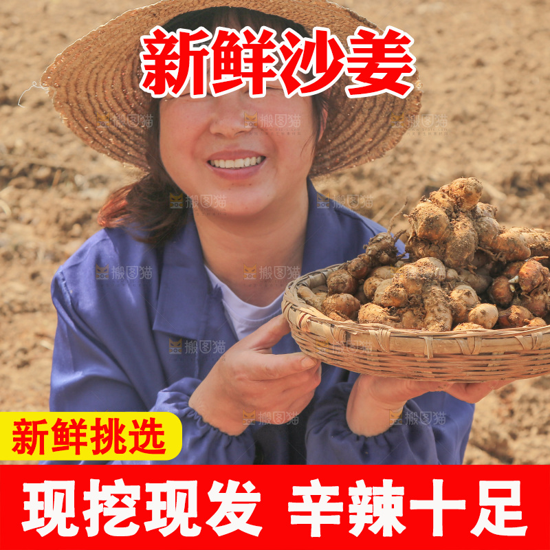 农田里女人手端着一篮新鲜沙姜