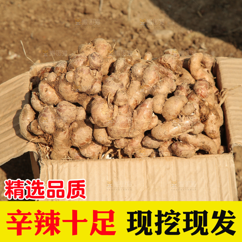 田地上放着一箱沙姜