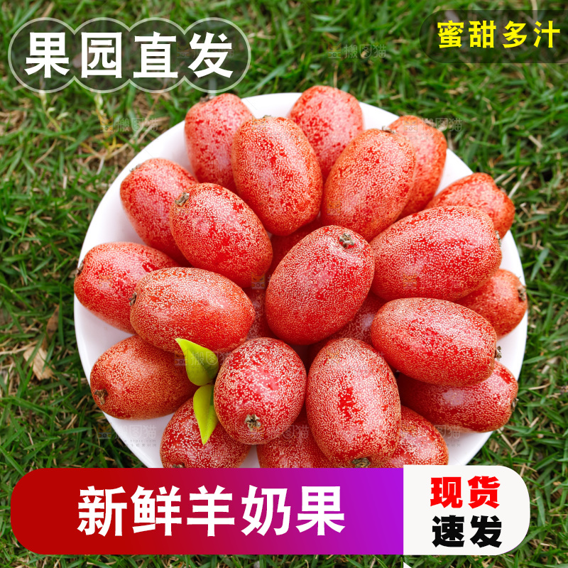 草地上放着一盘羊奶果