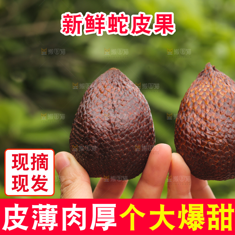 手里拿着新鲜印尼蛇皮果