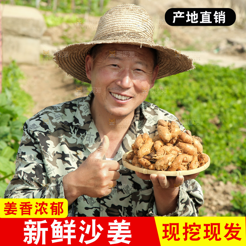 农田里农民手端着一盘沙姜