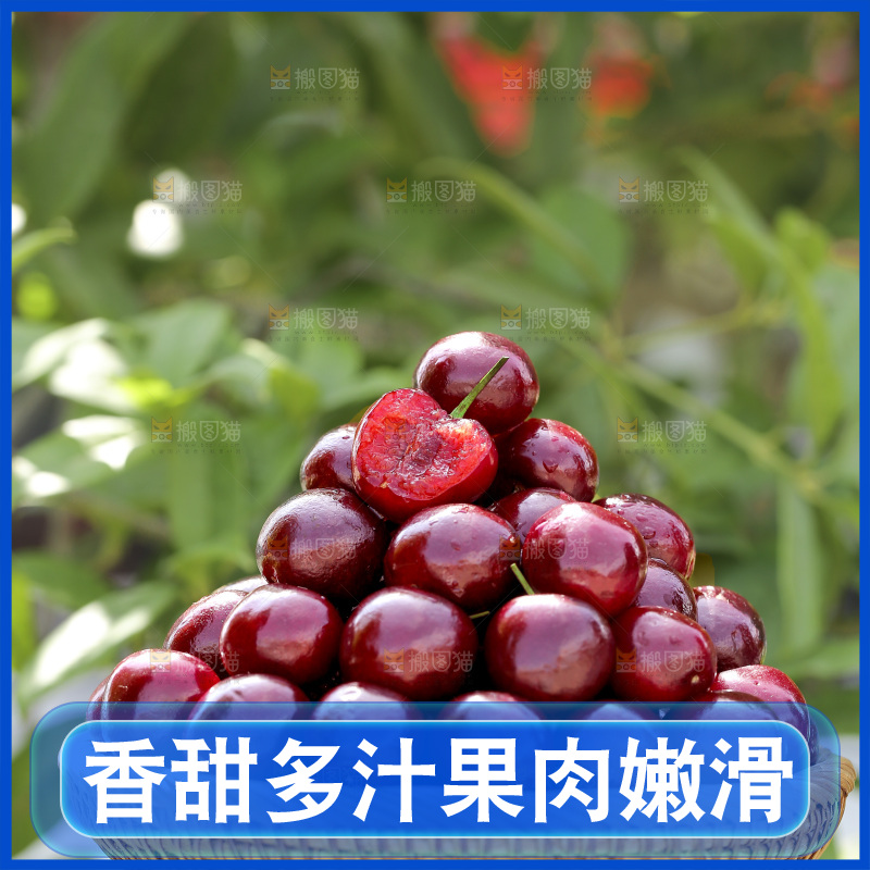 手里端着一盘山东大樱桃