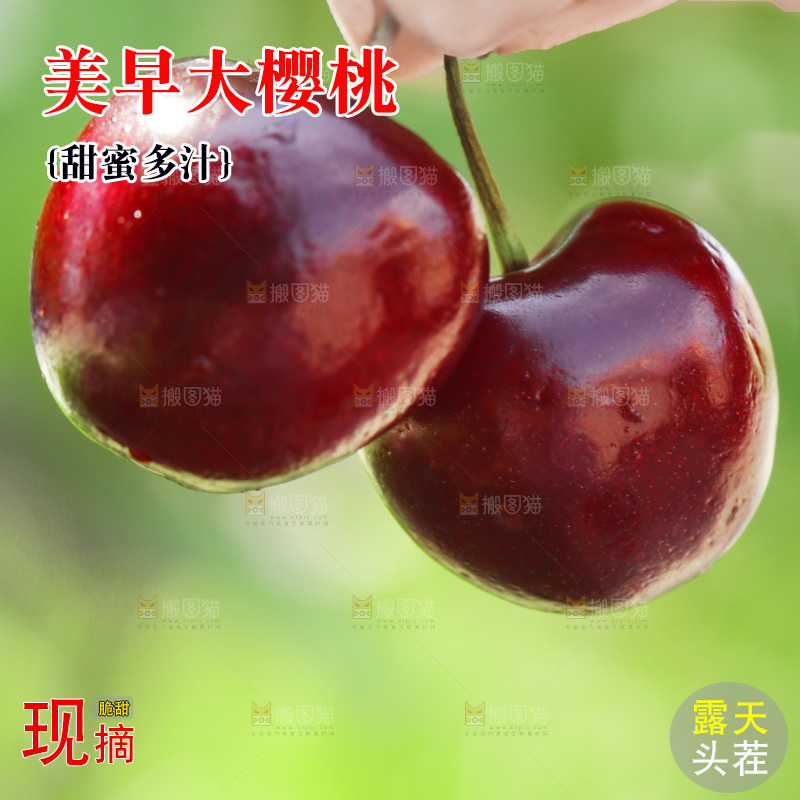手里拿着美早大樱桃