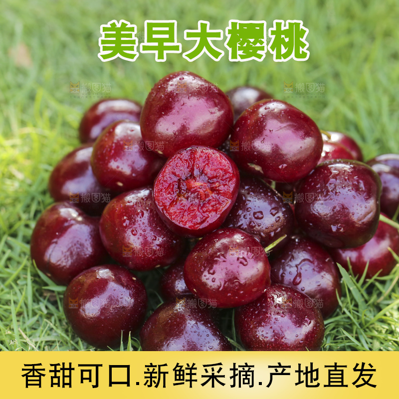 草地上放着一堆美早大樱桃