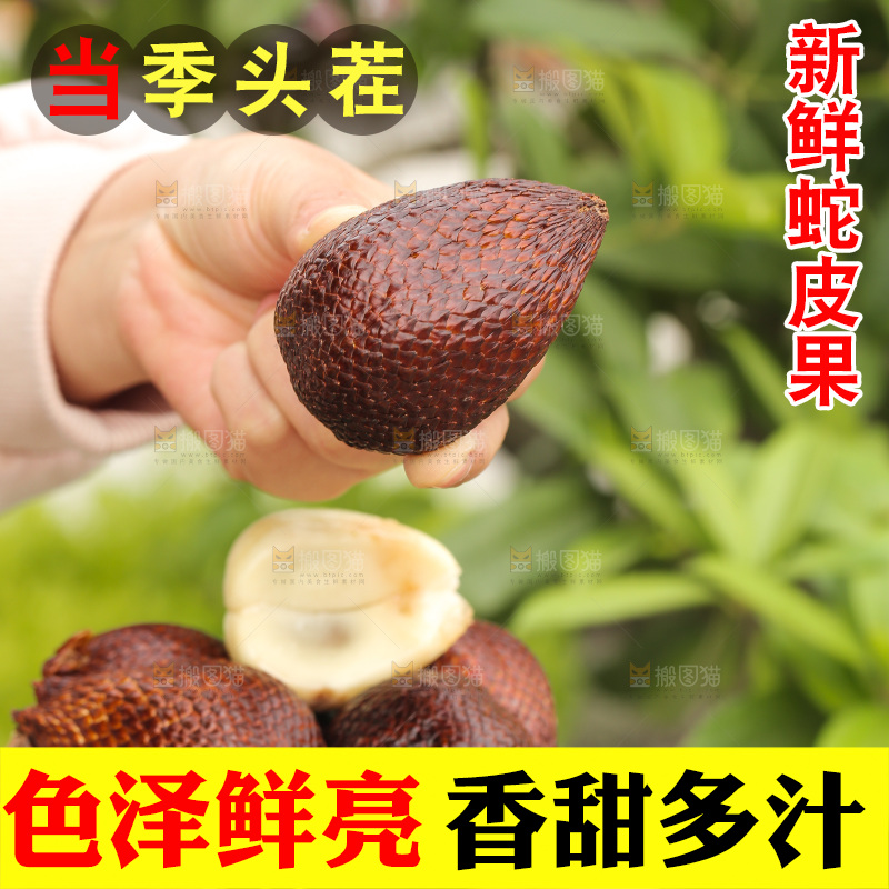 手里拿着印尼蛇皮果