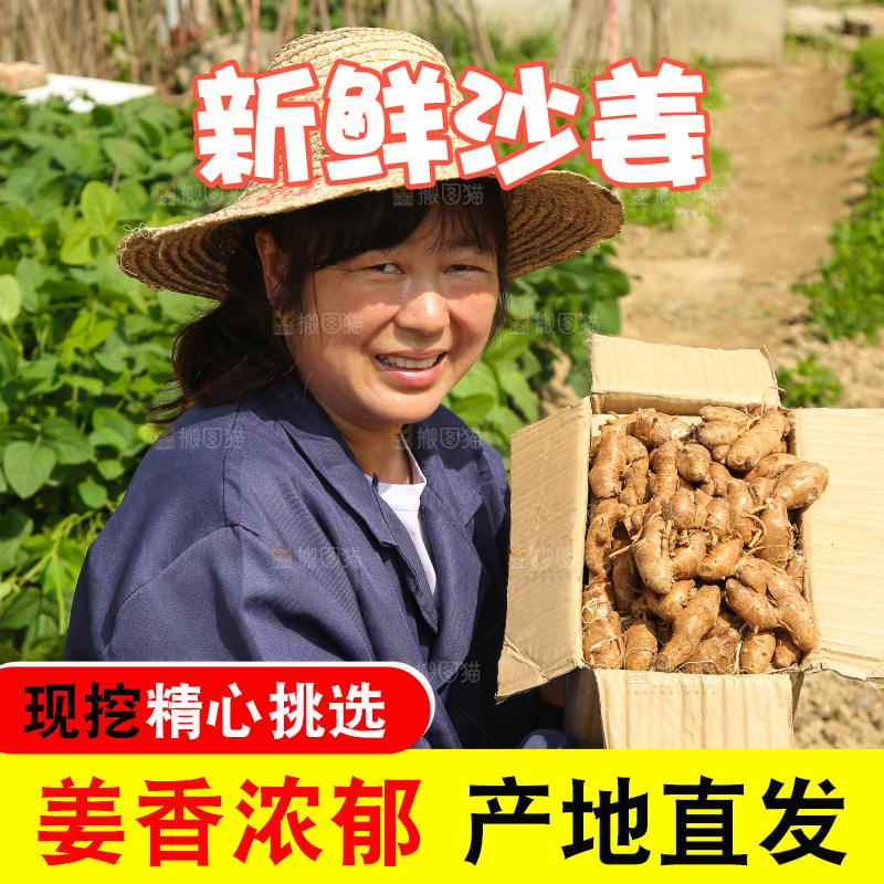 田地里女人手里抱着一箱沙姜
