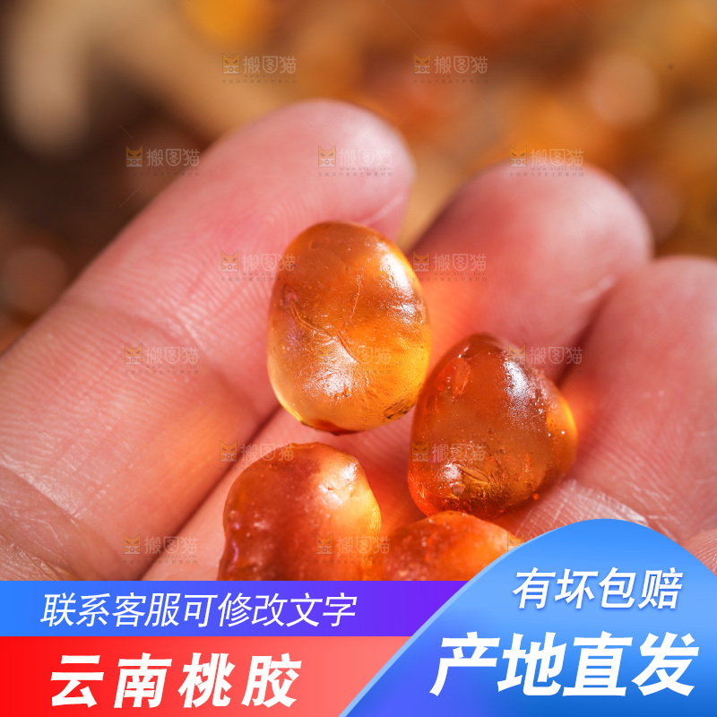 手里拿着桃树胶