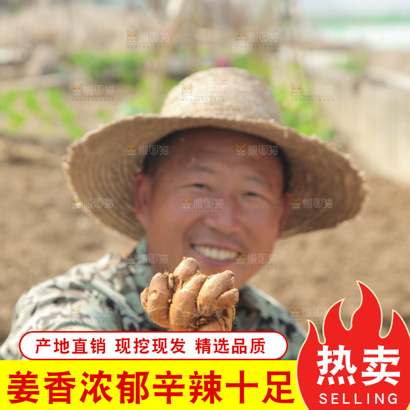 农田里农民手拿着沙姜