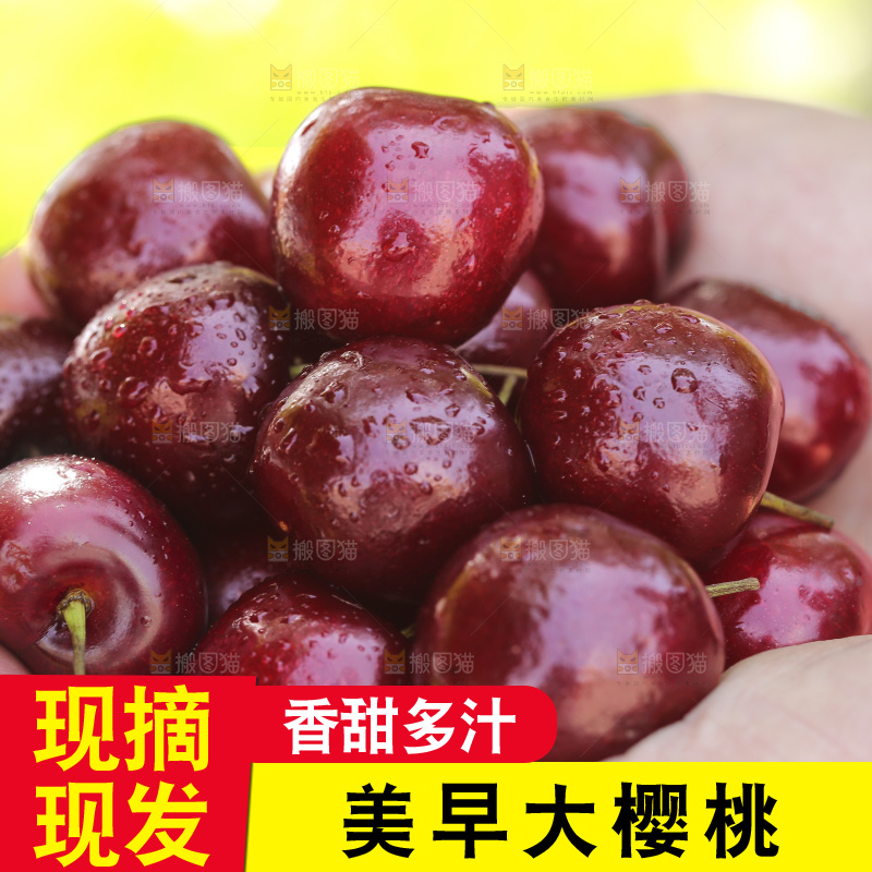 手里捧着美早大樱桃