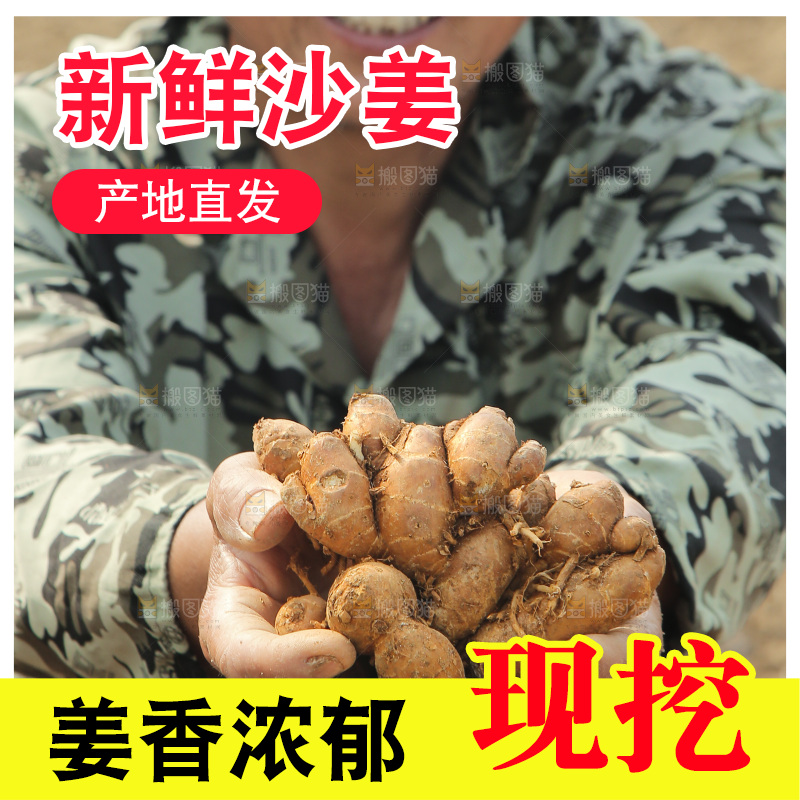 农田里农民手捧着沙姜