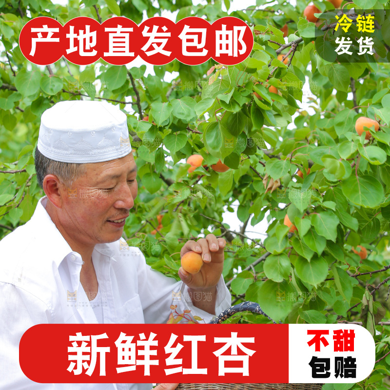 果园里老人新鲜采摘小红杏