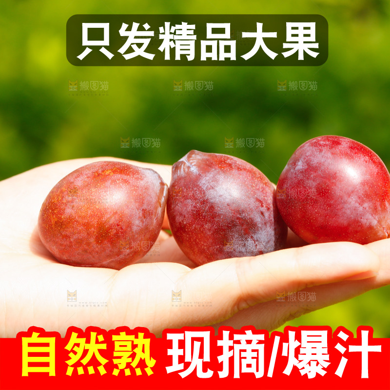 手里拿着新鲜西梅