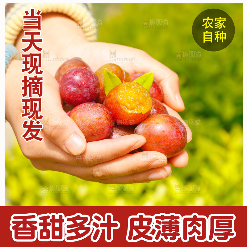 手里捧着西梅