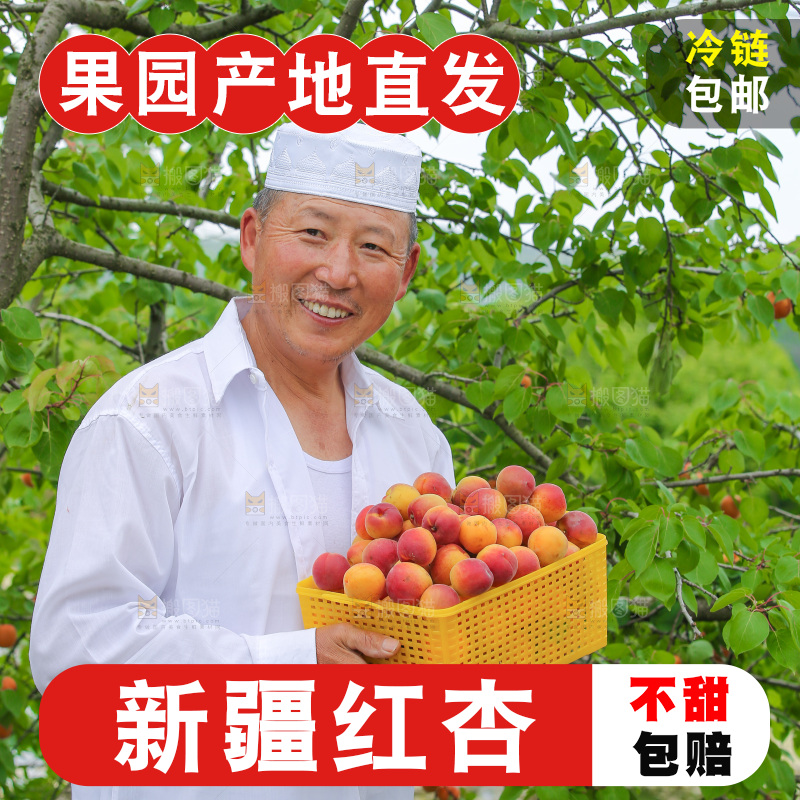 果园里男人手里端着一篮新疆小红杏