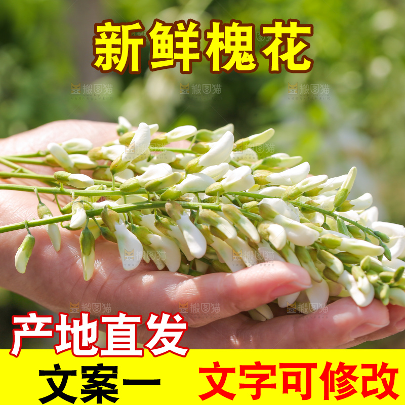手里拿着新鲜槐花