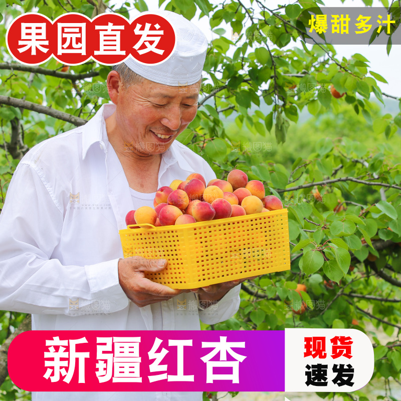 果园里男人手里端着一篮新疆小红杏