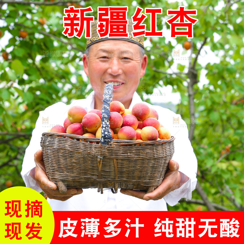 果园里男人手里拿着一篮新疆小红杏