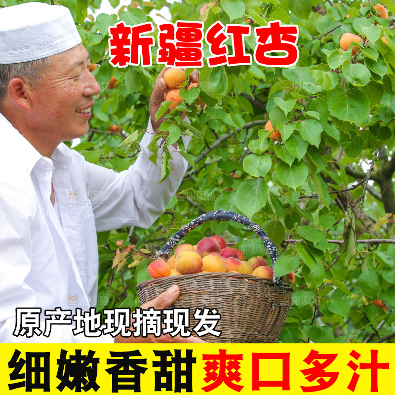 果园里老人新鲜采摘小红杏