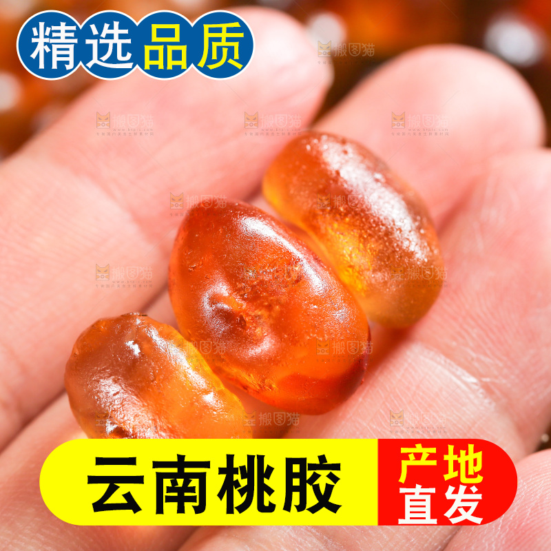 手里拿着桃树胶