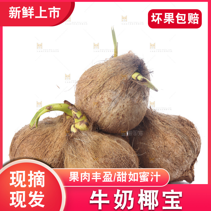 白底上放着海南椰宝