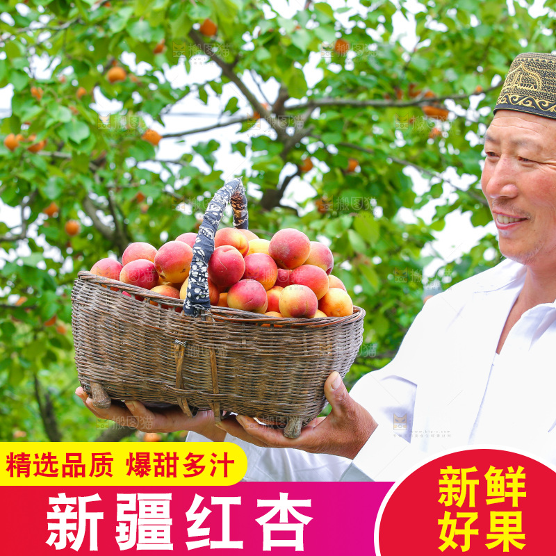 果园里男人手里拿着一篮新疆小红杏