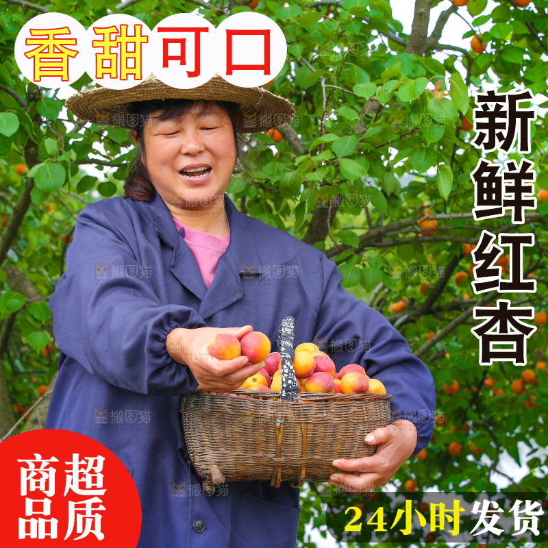 果园里女人拿着一篮小红杏
