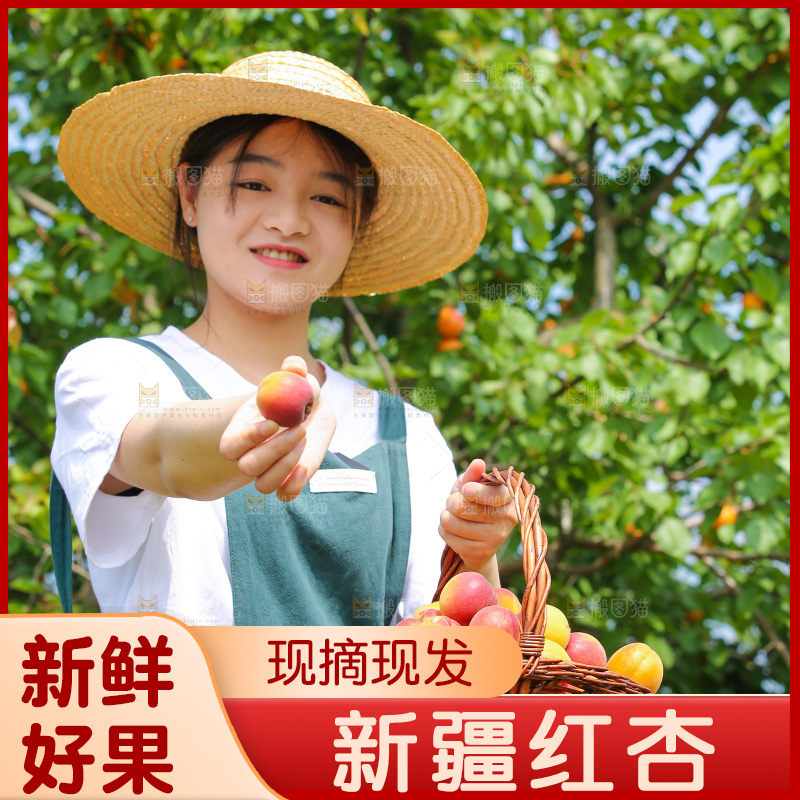 果园里女人手里拿着红杏