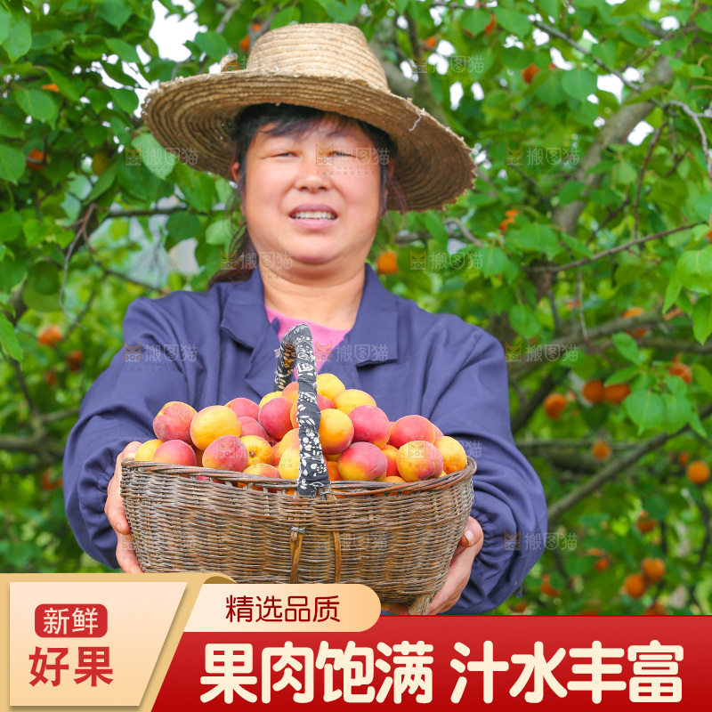 果园里女人拿着一篮小红杏