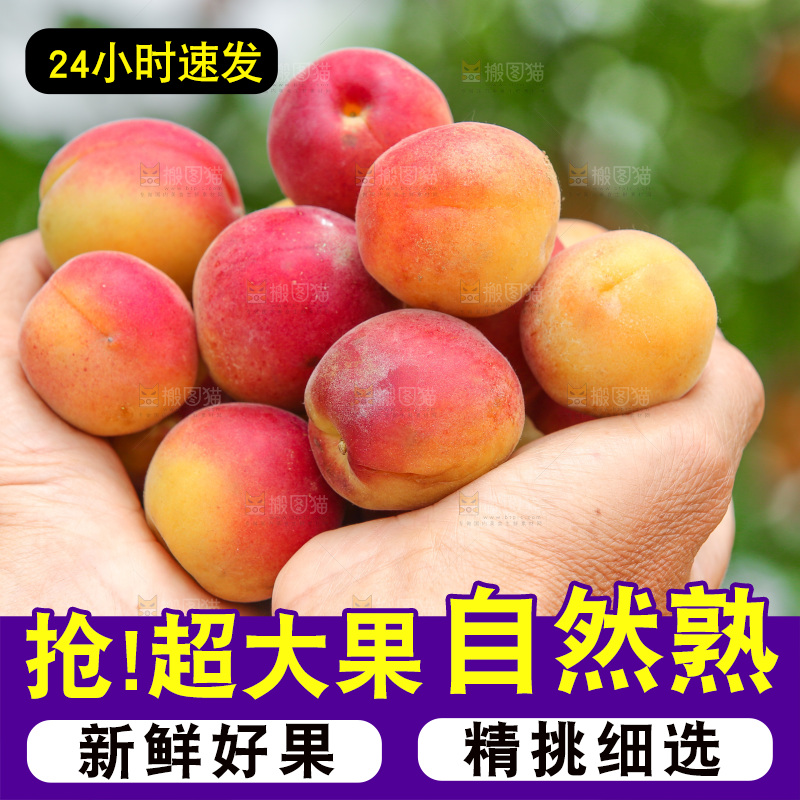 手里捧着小红杏