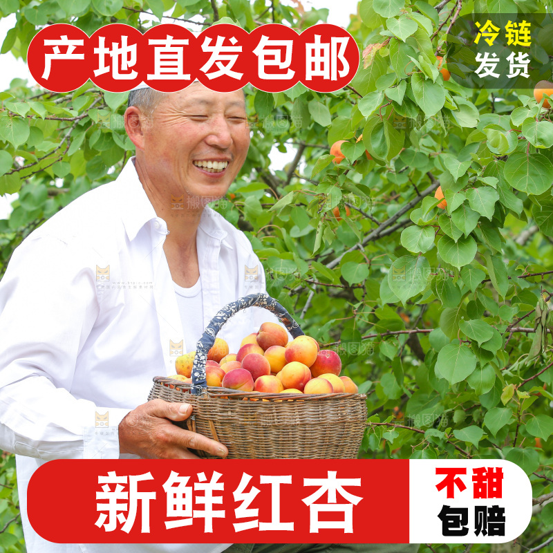 果园里男人手里端着一篮新疆小红杏