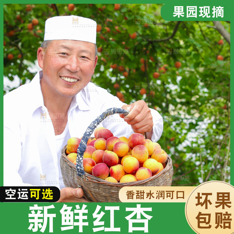 果园里老人手里提着一篮红杏