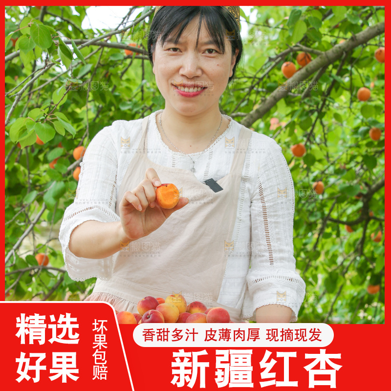 果园里女人手里端着一篮小红杏