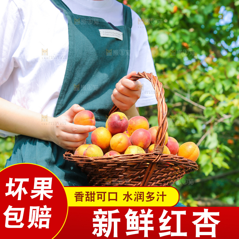 手里提着一篮新疆小红杏