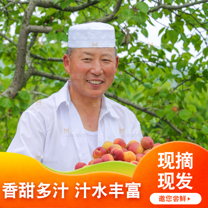 果园里男人手里端着一篮新疆小红杏