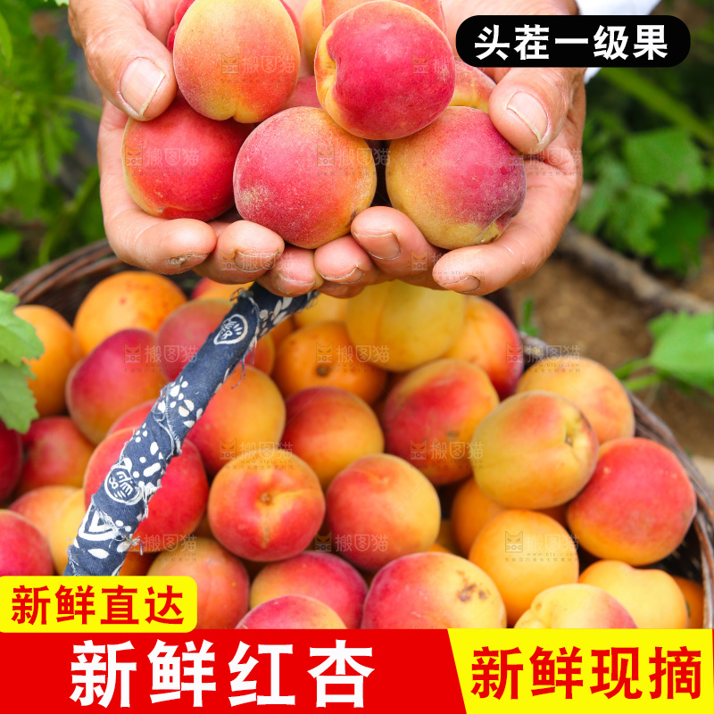 手里捧着红杏