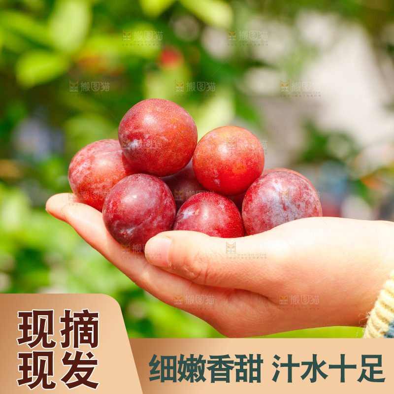 手里拿着新鲜西梅