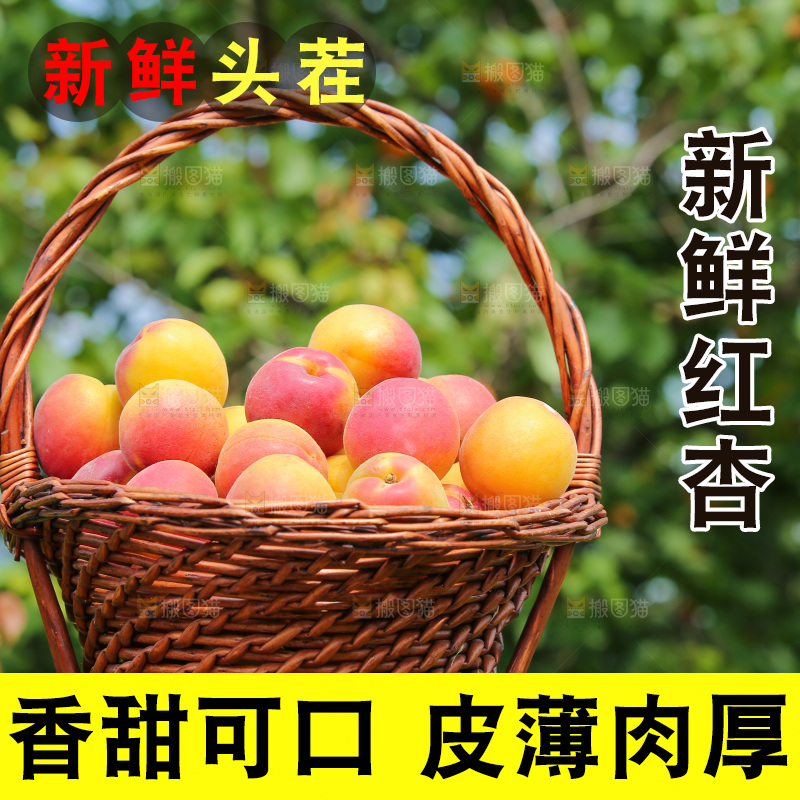 一篮新鲜小红杏